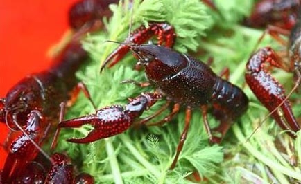 什么樣的蝦塘能高產(chǎn)？有何水質(zhì)要求？