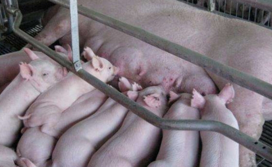 我國(guó)飼養(yǎng)的瘦肉型豬種有哪些？典型特征和生產(chǎn)性能如何？