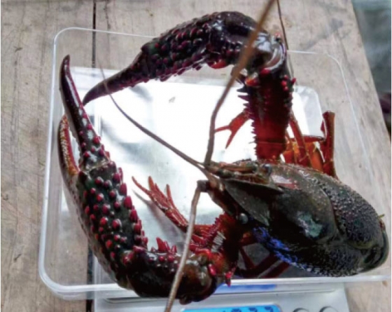 蝦蟹飼料生產技術流程是什么